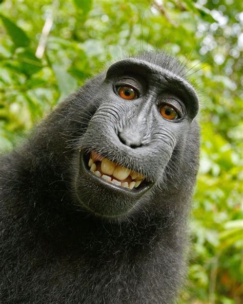 Smiling monkey meme - Customize your desktop, mobile phone and tablet with our wide variety of cool and interesting Funny Monkey Pictures or just download Funny Monkey Pictures for your creative use in just a few clicks. Funny Monkey Pictures 1080P, 2K, 4K, 8K HD Wallpapers Must-View Free Funny Monkey Pictures - Don't Miss 100% Free to Use Personalise for all Screen ...